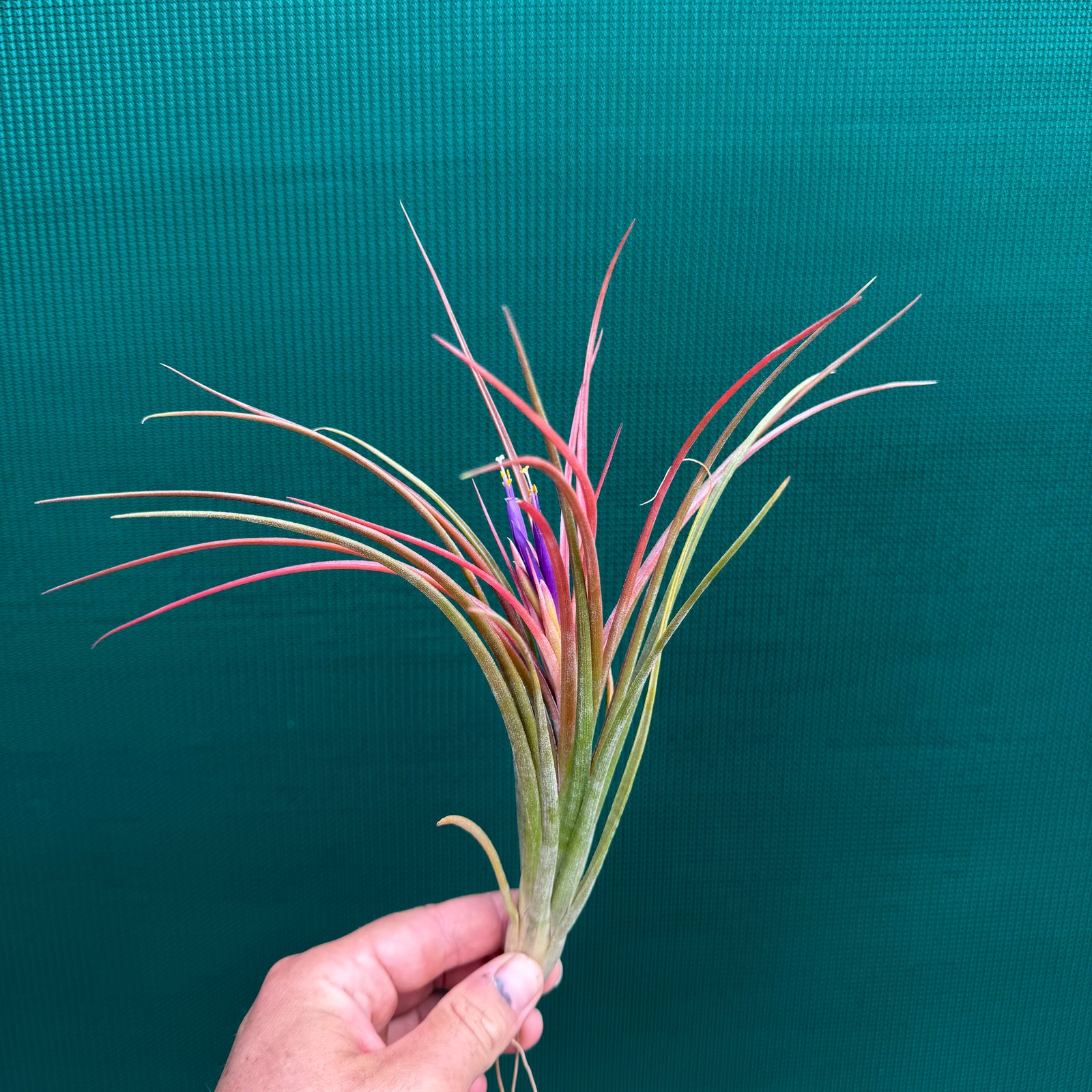 Tillandsia - ionantha Hybrid ex. PT NEW