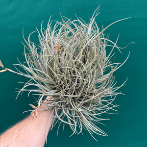 Tillandsia toropiensis ‘Typus’ (Mature Clump)