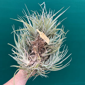Tillandsia Leon (Mature Clump)