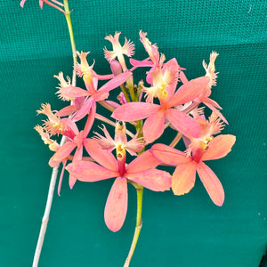 Epidendrum ‘Joseph Glow Hilpos’