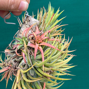 Tillandsia ionantha ‘BOE714’ (Mature Clump) NEW