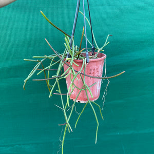 Rhipsalis crythrocarpa ‘Red Coral’ - R41