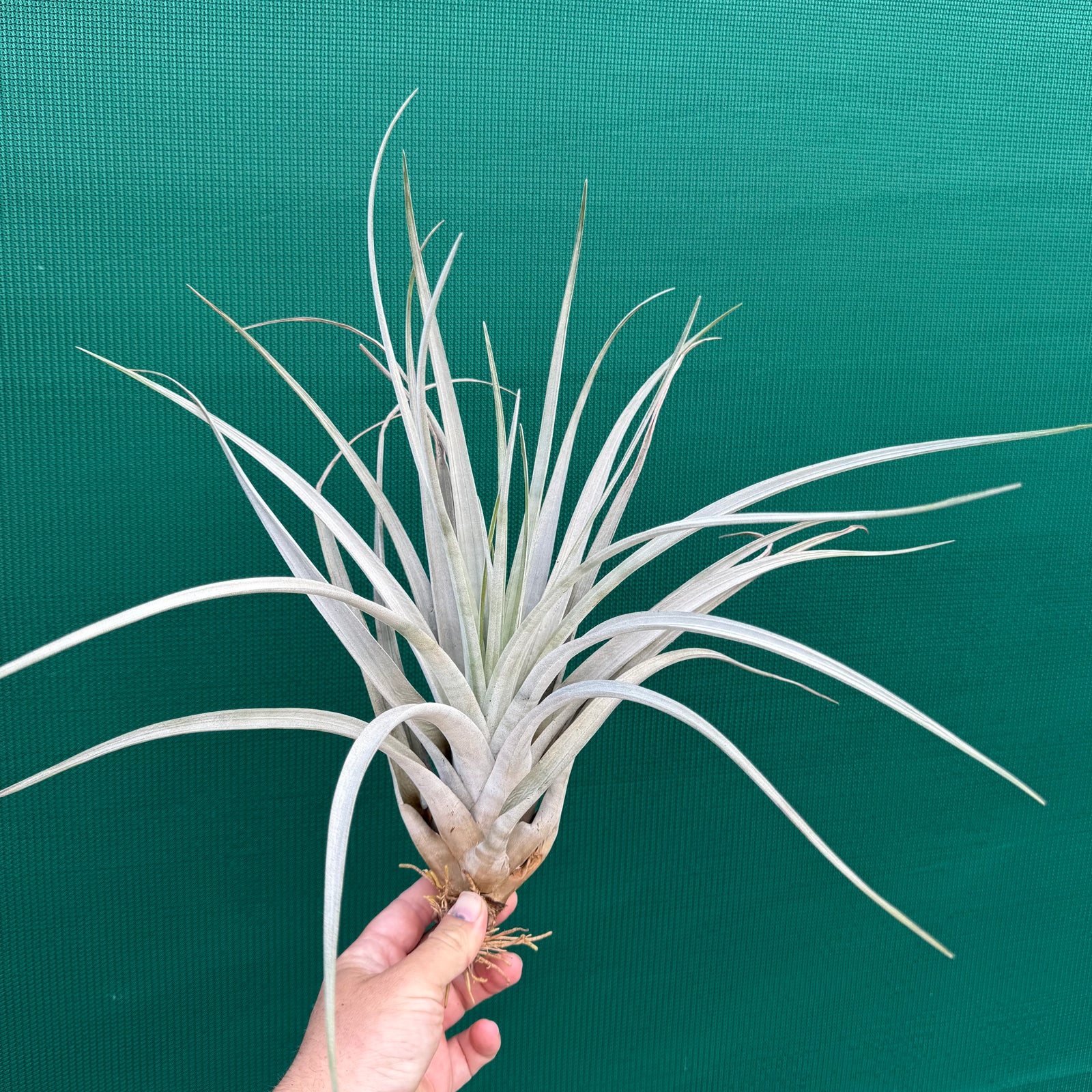 Tillandsia - lenca NEW