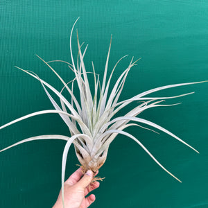 Tillandsia - lenca NEW