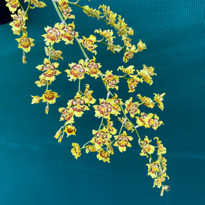 Wilsonara Passific Passage ‘Peach Cobbler’ NEW