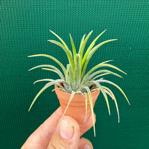 Terracotta Mini Pot NEW