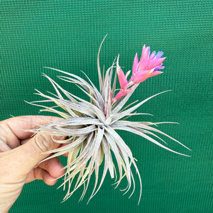 Tillandsia - Rosy Gem NEW