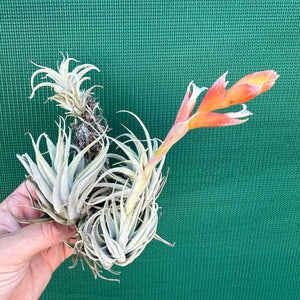 Tillandsia - subsecundifolia ‘Truchlik’ ex. PT NEW