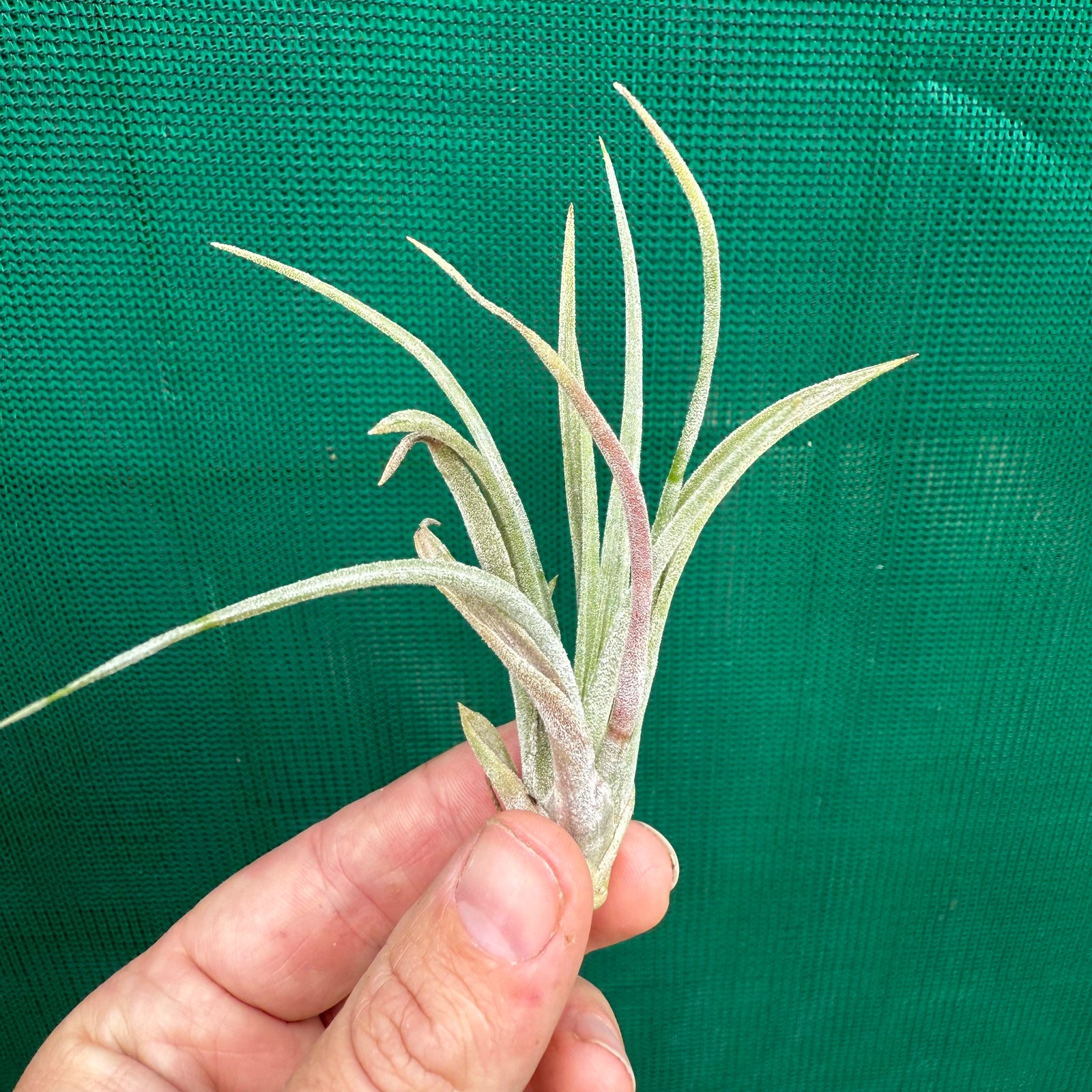 Tillandsia - Screwball ex. TI