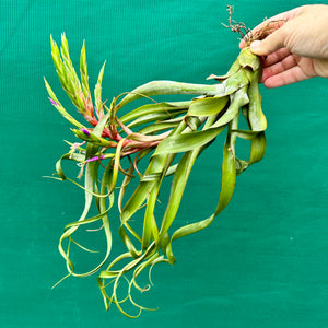 Tillandsia - streptophylla x rhomboidea ex. BG