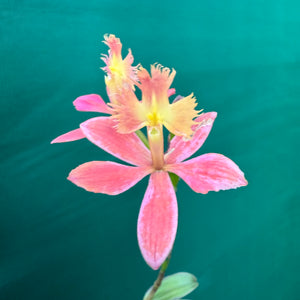 Epidendrum ‘Apricot’