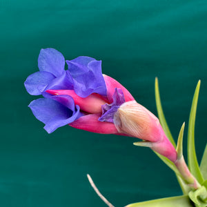 Tillandsia - Bella ex. BD