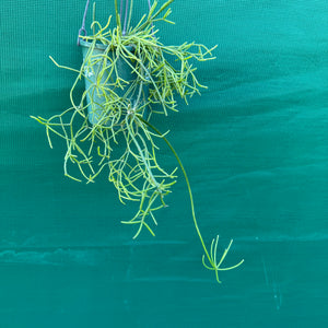 Rhipsalis virgata - R29