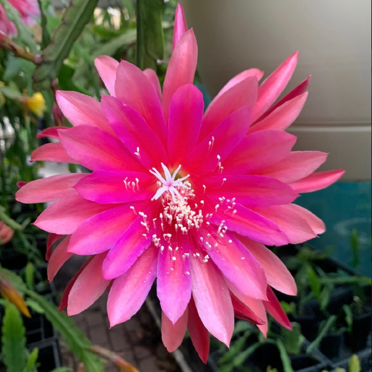 Epi. Hybrid Kiwi Twilight EH85