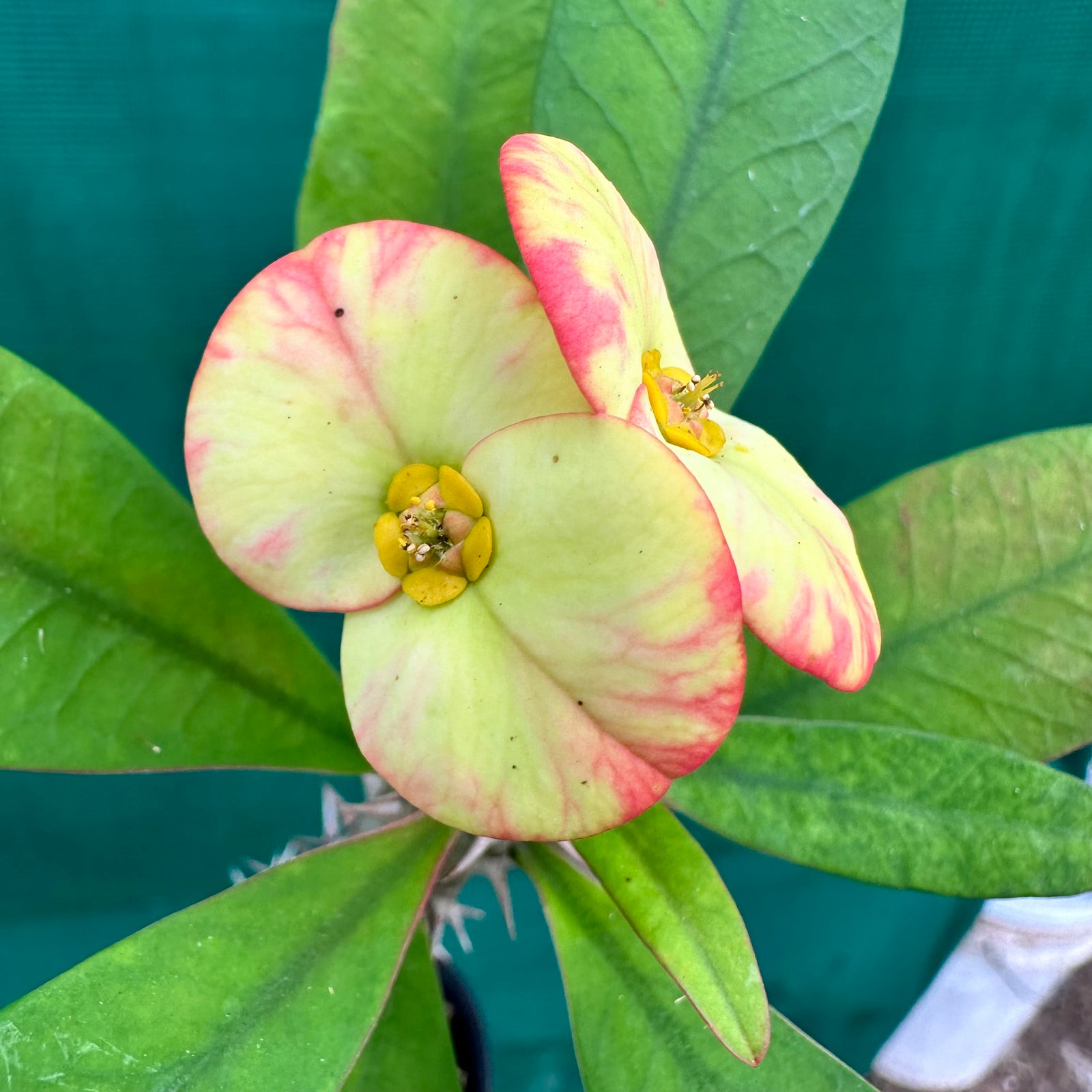 Poysean - Euphorbia milii P119