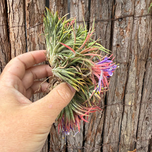 Tillandsia ionantha ‘BOE750’ (Mature Clump) NEW