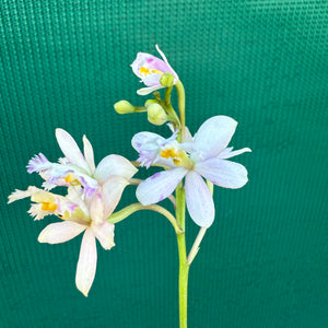 Epidendrum ‘White / Purple’ NEW