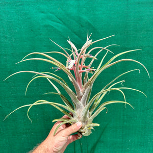 Tillandsia - Seleptron ex. PT