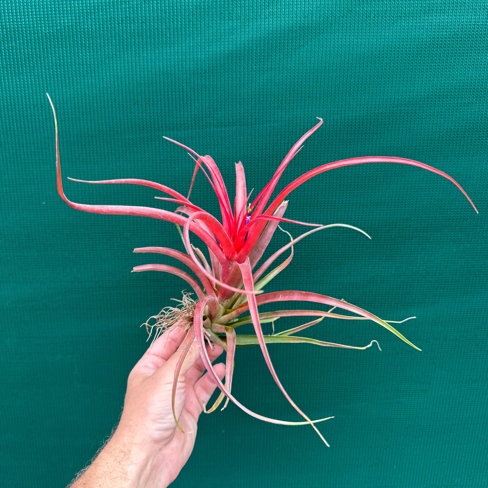 Tillandsia - Kandanga ex. HN