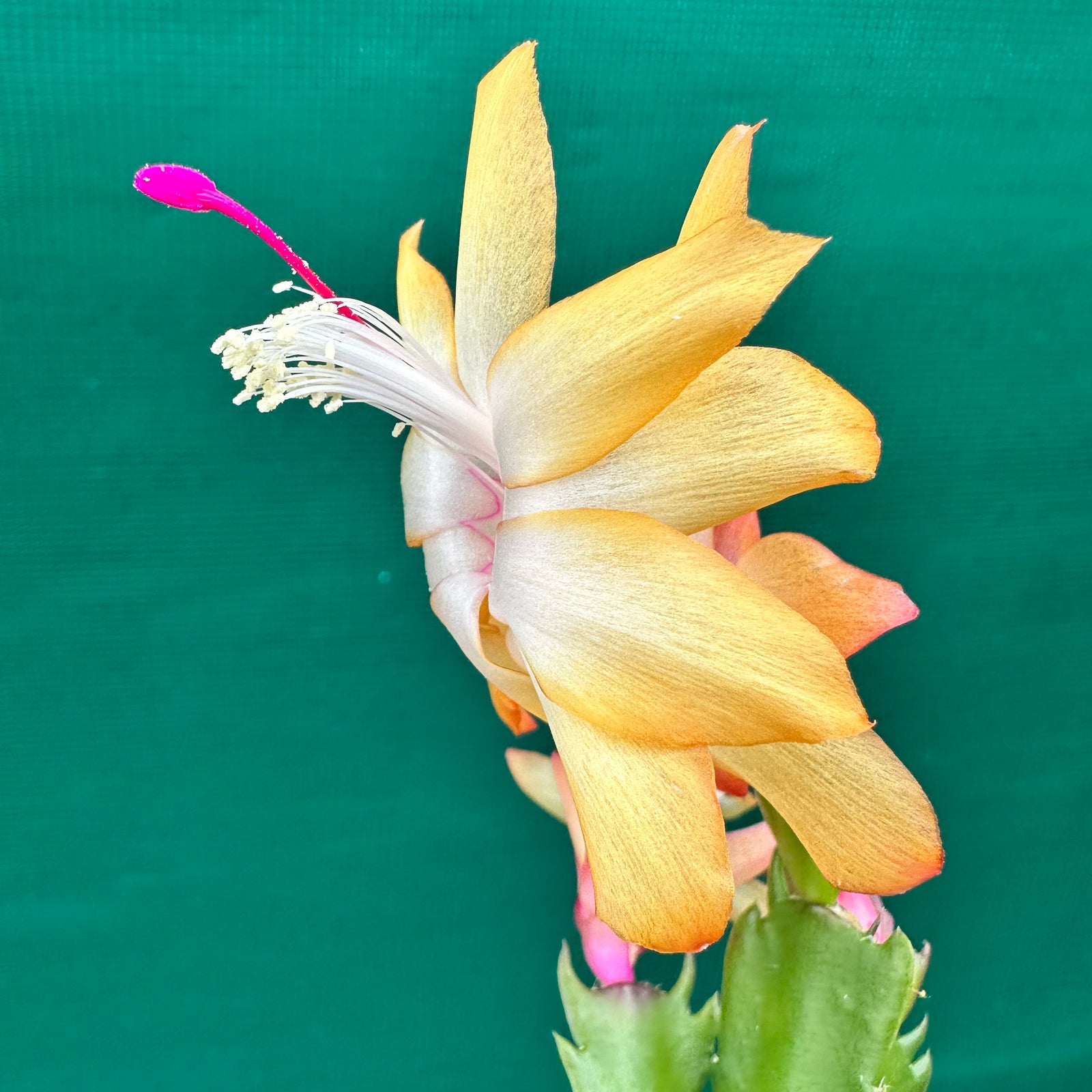 Zygocactus Dutch Yellow