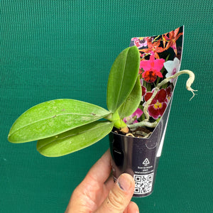 Phalaenopsis ‘Snowflake’ NEW