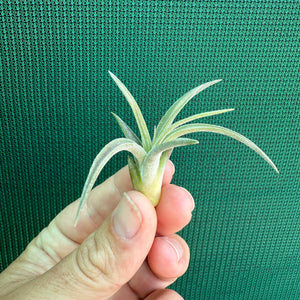 Tillandsia - Fuego x chiapensis ex. AP NEW