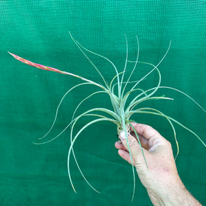 Tillandsia - exserta x lorentziana ex. BG
