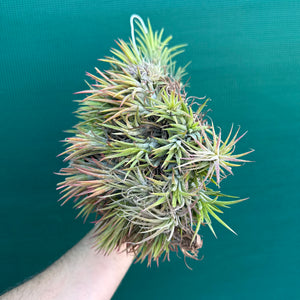 Tillandsia ionantha ‘Tall Orange’ (Mature Clump)