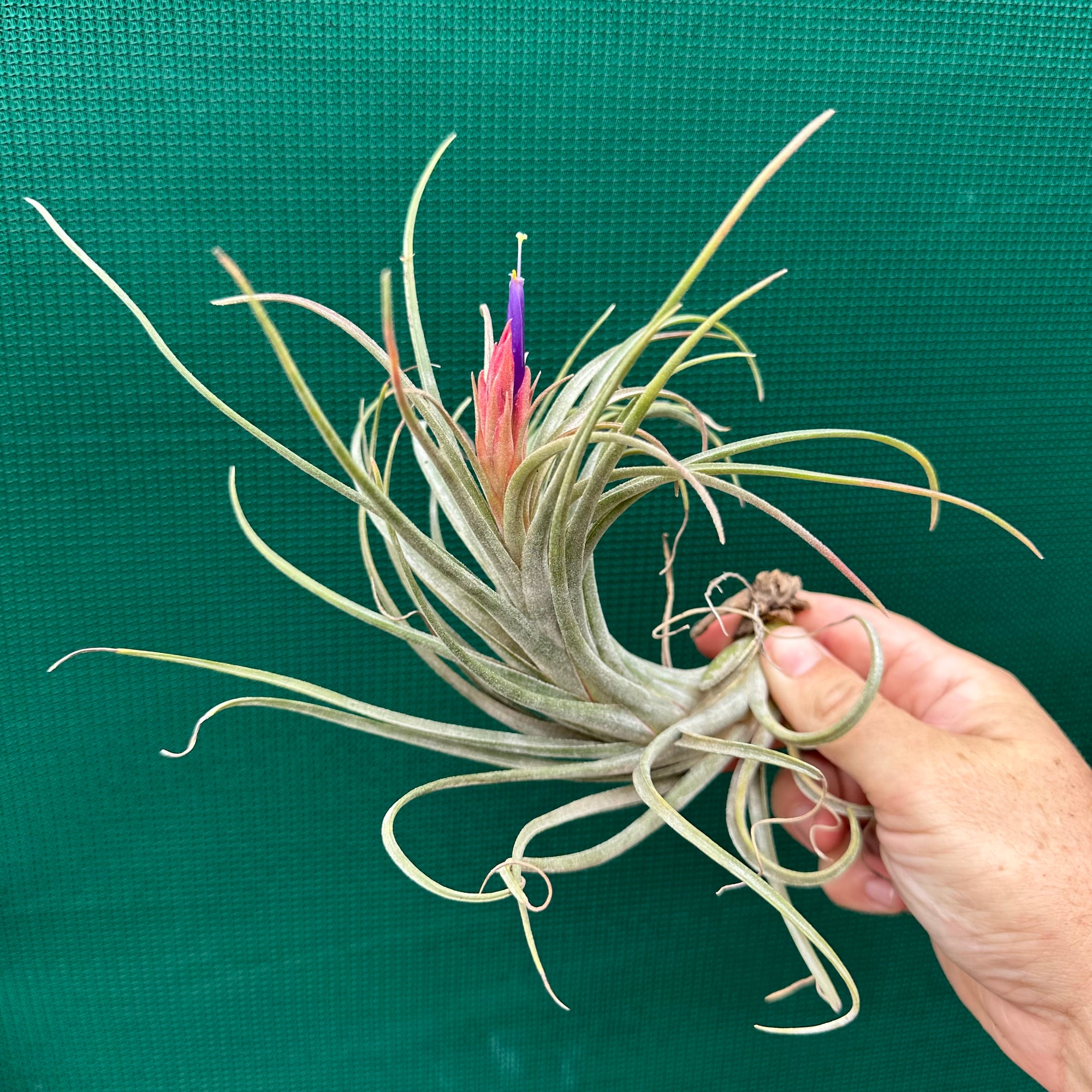 circinata air plant Tillandsia - circinata ex. JH