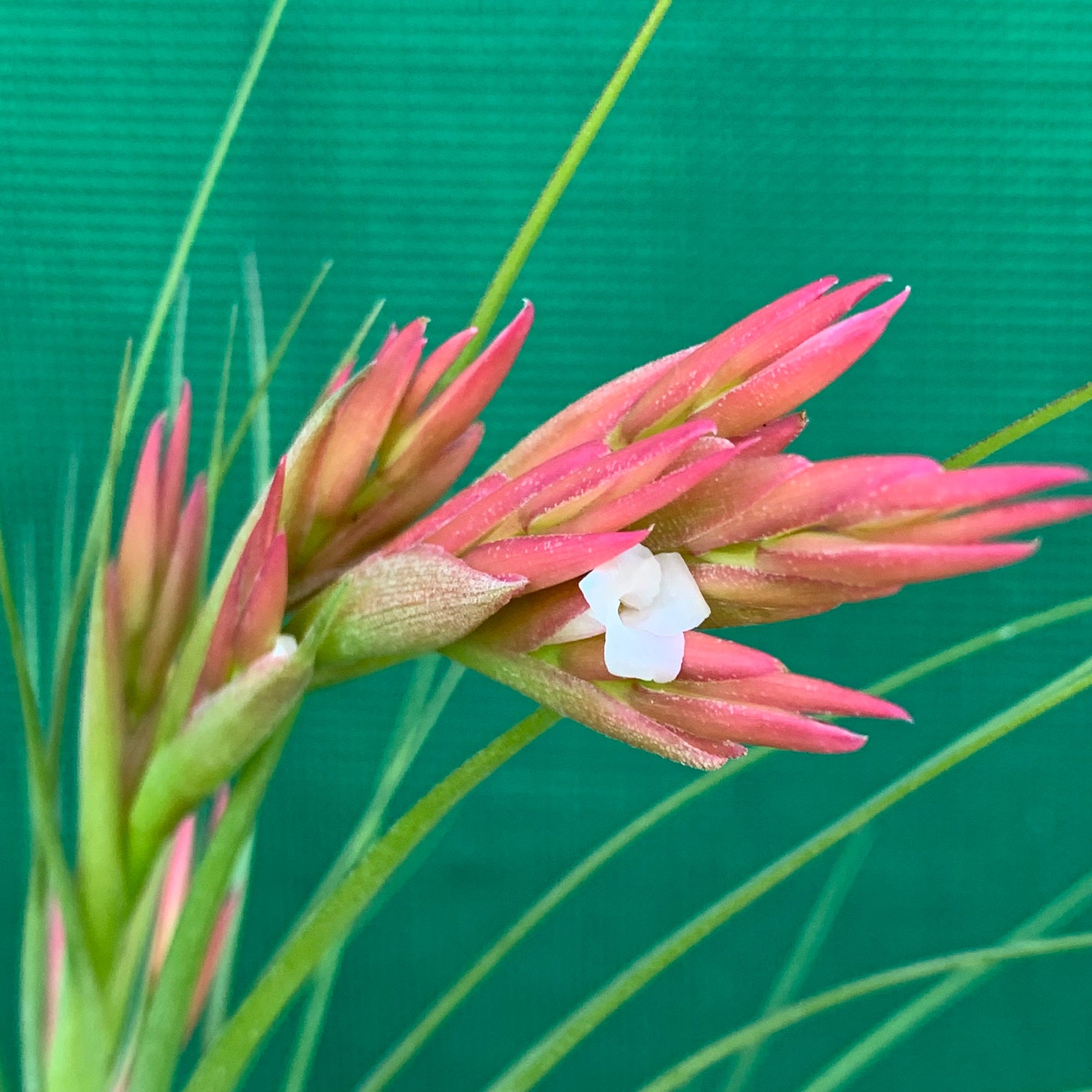 Tillandsia - Bob Holm's Beauty ex. PT - Air Plant Decor