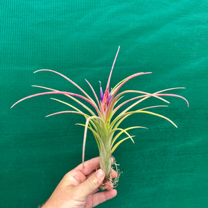 Tillandsia - Mudlo ex. HN NEW