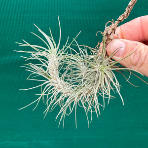 Tillandsia - funckiana ‘recurvifolia’ ex. Gruber NEW