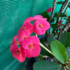 Poysean - Euphorbia milii ‘Dwarf Dark Pink’