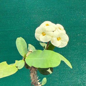 Poysean - Euphorbia P113 NEW