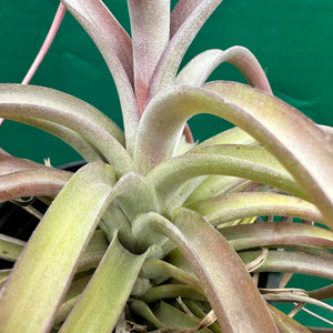 Tillandsia - brachycaulos x exserta ex. BG NEW