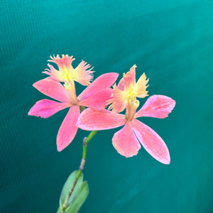 Epidendrum ‘Apricot’