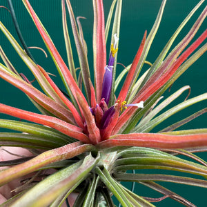Tillandsia - ionantha x bulbosa ex. BG