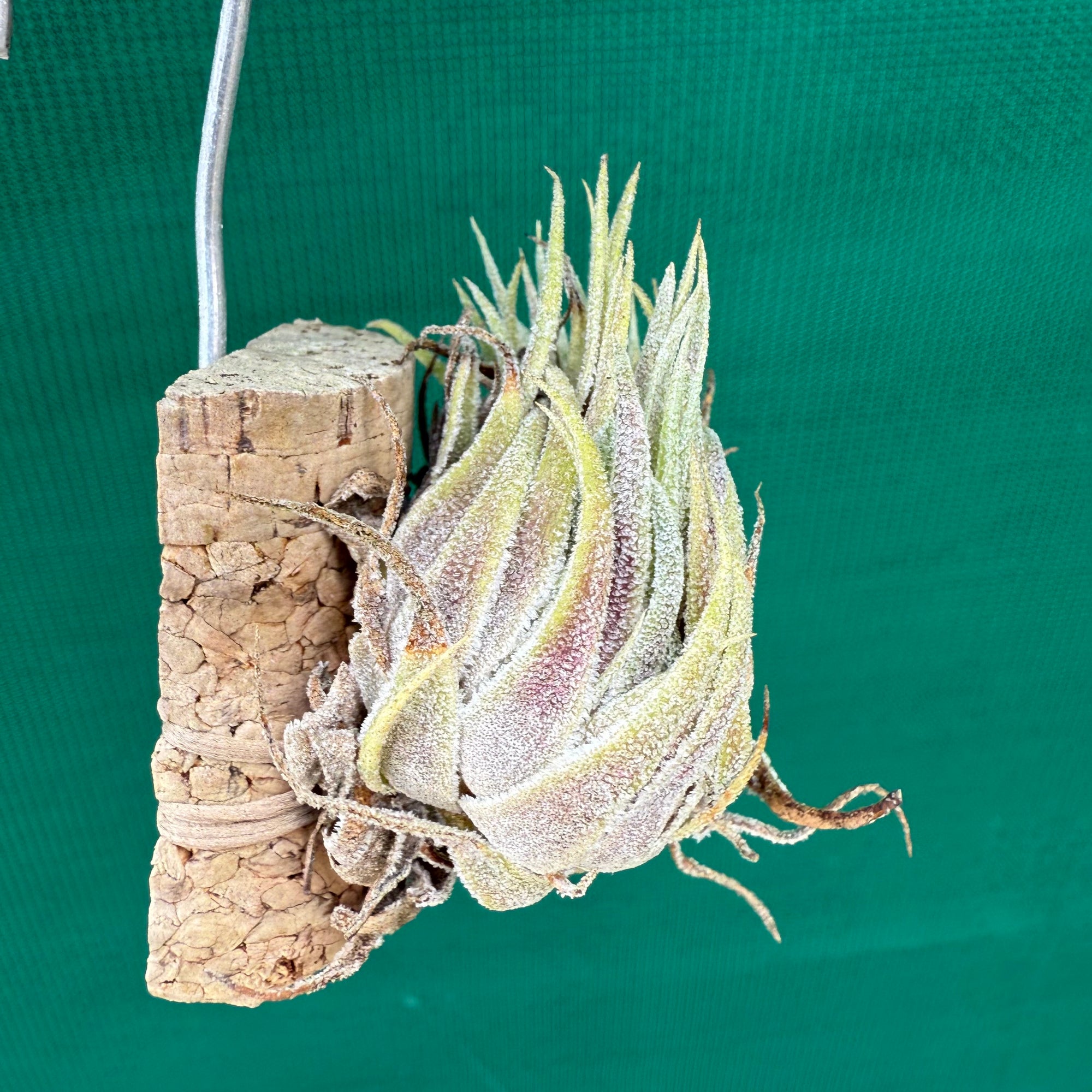 ブロメリア・エアープランツ Tillandsia sprengeliana coastal form
