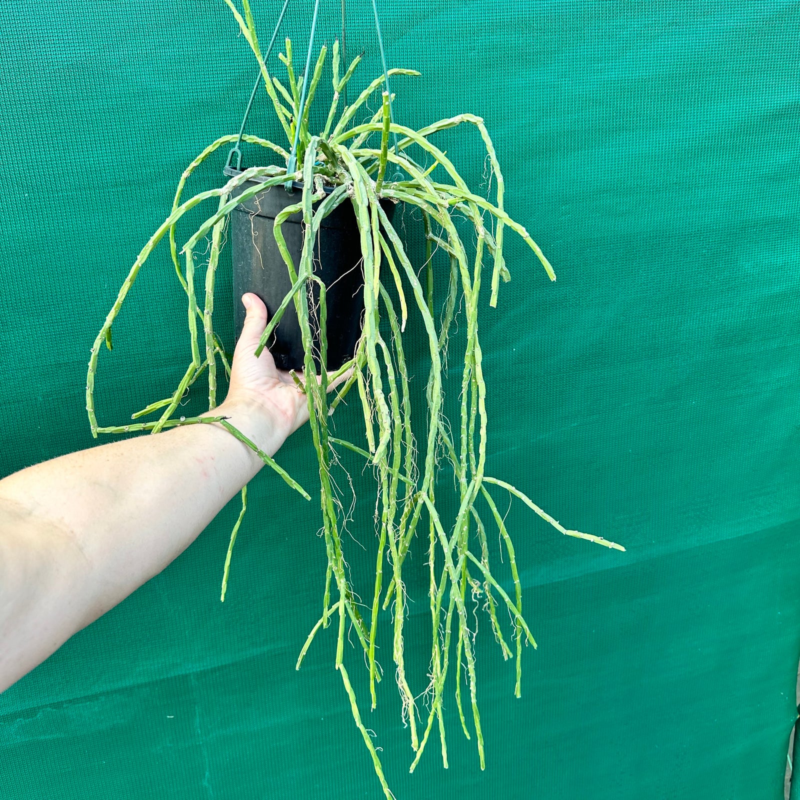 Rhipsalis catenulata - R28