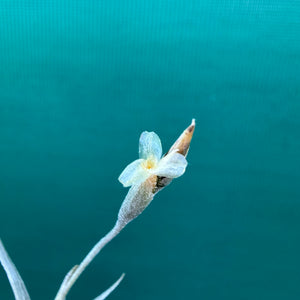 Tillandsia - erecta NEW