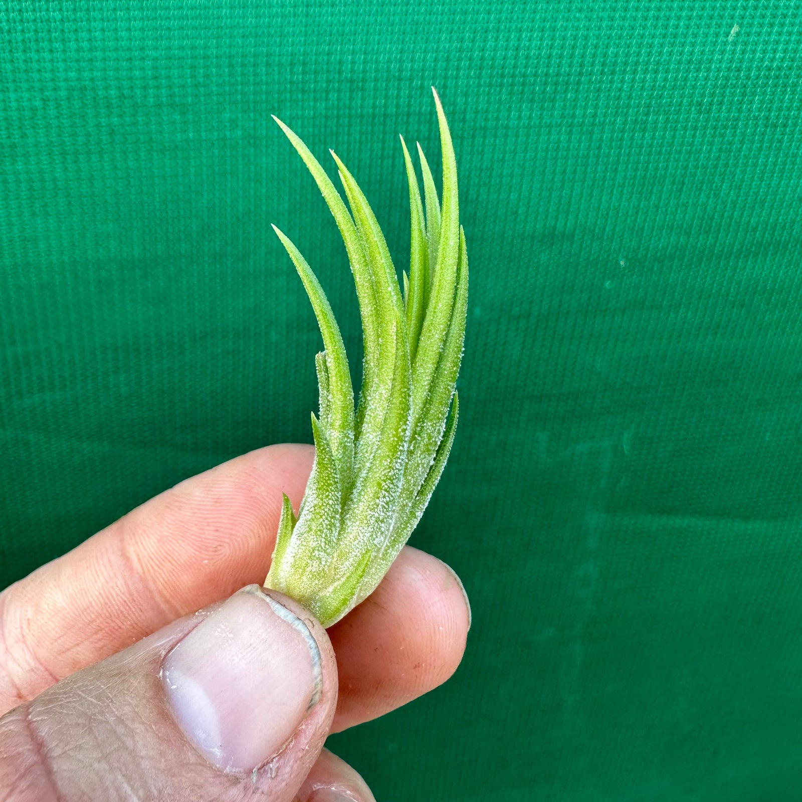 Tillandsia - ionantha 'Evolution' ex. CC