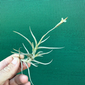 Tillandsia - erecta NEW