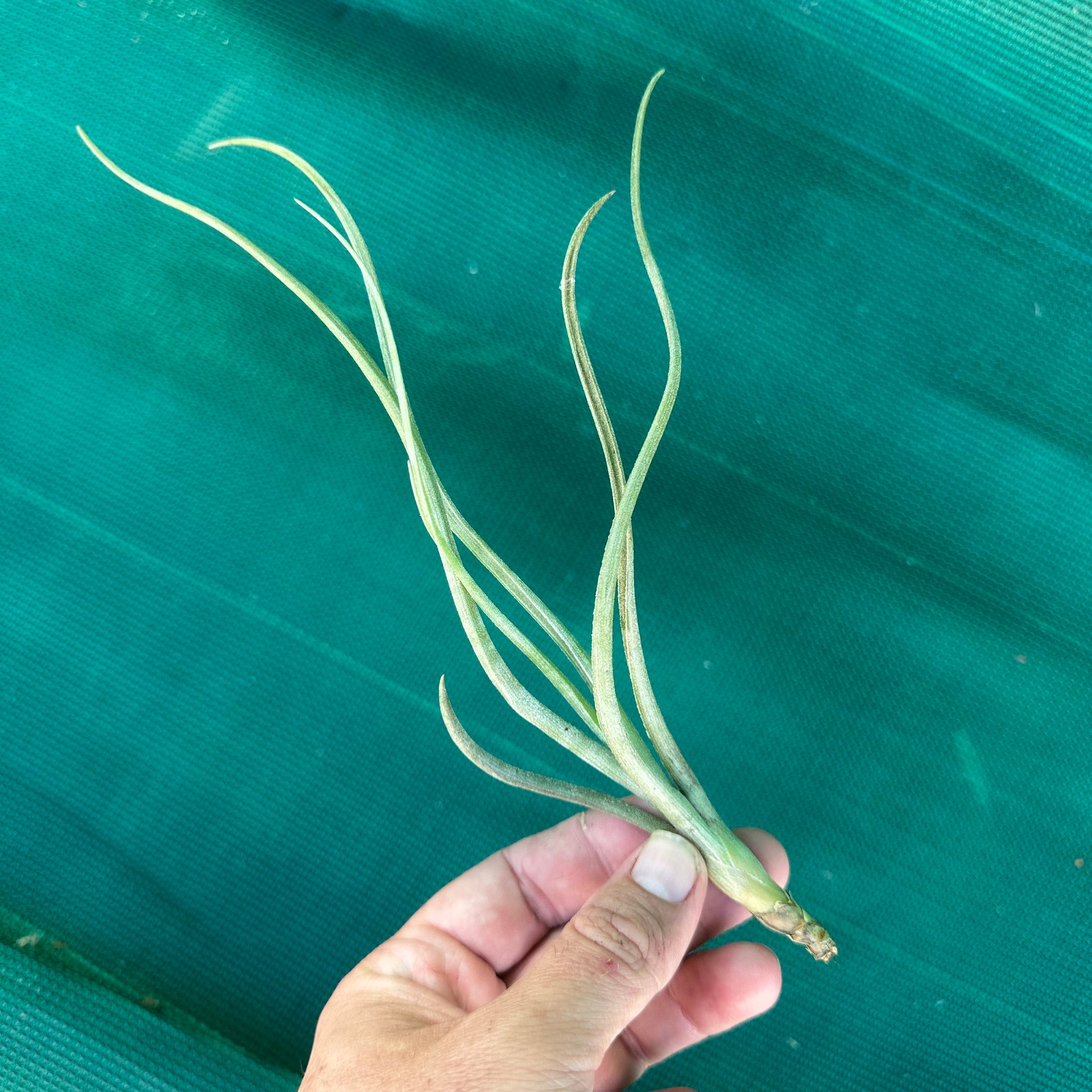 baileyi air plant Tillandsia - baileyi
