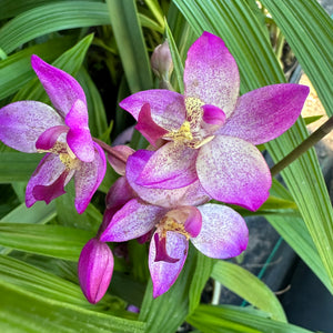 Spathoglottis Hybrid ‘Purple-White’
