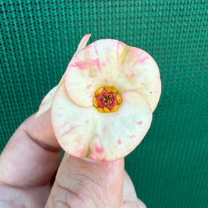 Poysean - Euphorbia milii P114