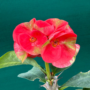 Poysean - Euphorbia Siam Hybrid ‘Yod-SetThee’ NEW