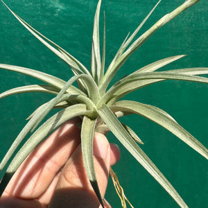 Tillandsia - pucaraensis ex BOE