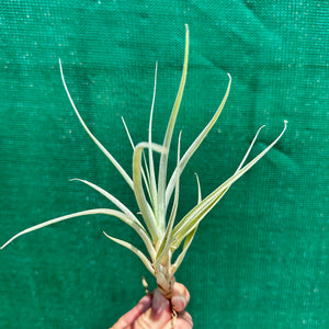 Tillandsia - capitata ‘Pink’ ex. BG