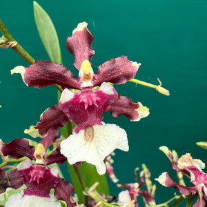 Oncidium Aka Baby ‘Raspberry Chocolate’ NEW