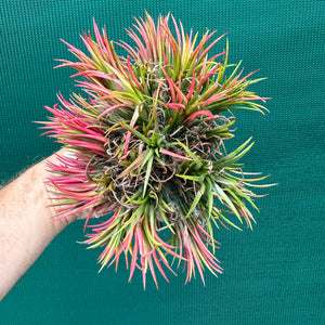 Tillandsia ionantha ‘Fuego’ ex. NR (Mature Clump) NEW